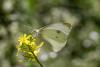 Pieris rapae